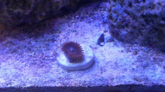 Red Zoa.jpg