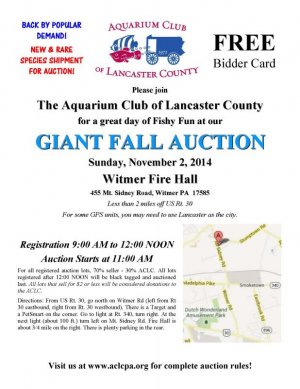 Auction Flyer.jpg