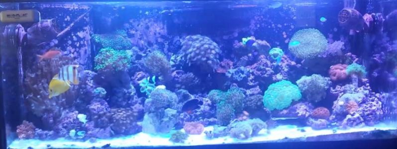 myaquarium2.jpg