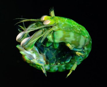 N oerstedii male LSC 10 28 2014 A med.jpg
