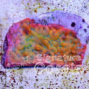 Jason-Fox-Beach-Bum-Montipora.jpg