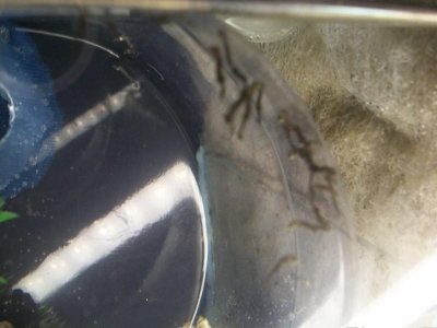 100_9804.jpg