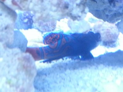 Dragonet.jpg