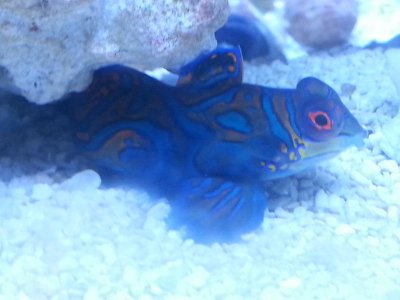 Dragonet2.jpg