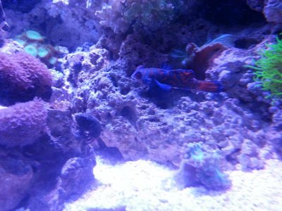 Dragonet3.jpg