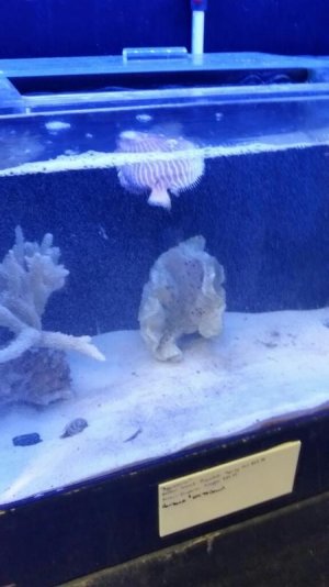 fishpro.jpg