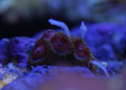 DSC_0017.jpg