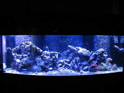 Reef FTS 11-2-2014 009.jpg