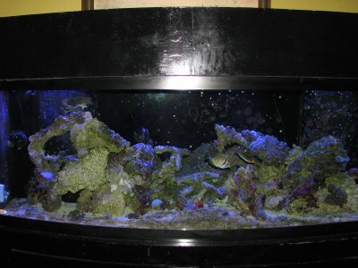Reef FTS 11-2-2014 007.jpg