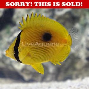 zanzibar butterfly.jpg