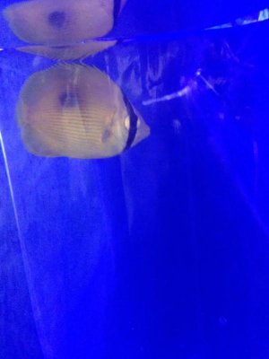 zanzibar butterfly2.jpg