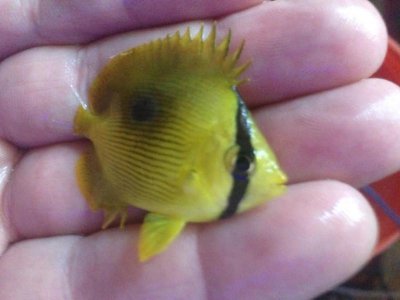 zanzibar butterfly3.jpg