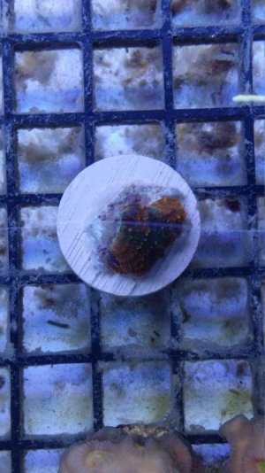 ATL Jaguar Acan Echinata.jpg