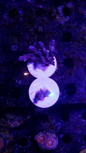 ATL Purp.jpg