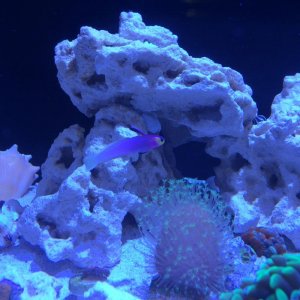 aCoral First Day.jpg