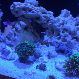 aCoral First Day 1.jpg