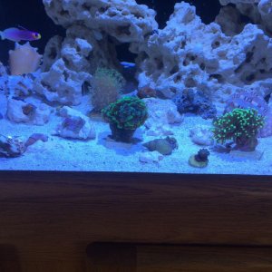 aFirst Coral + Helfrichi Day1.jpg