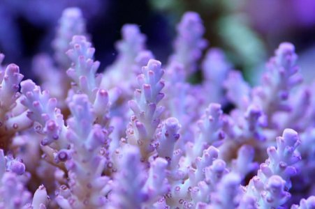 coral11.jpg