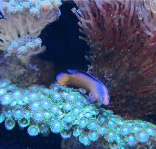Dottyback.jpg