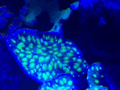 hollywood stunner.jpg