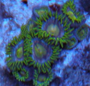 zoa1.jpg