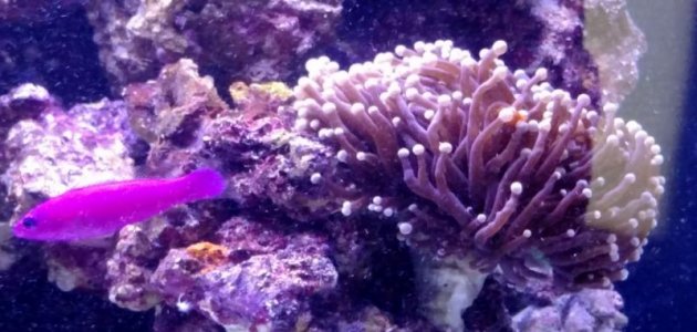 pseudo-nem.jpg pseudo-nem.jpg