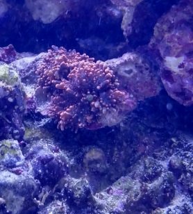 shroom.jpg shroom.jpg