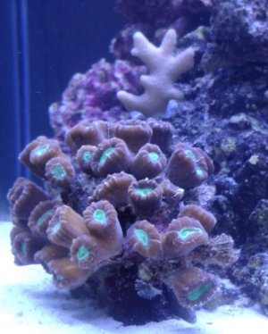 candycane.jpg candycane.jpg