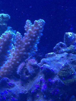 ImageUploadedByTapatalk1415753070.439441.jpg ImageUploadedByTapatalk1415753070.439441.jpg