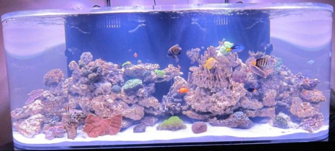450 at 5 Days.jpg