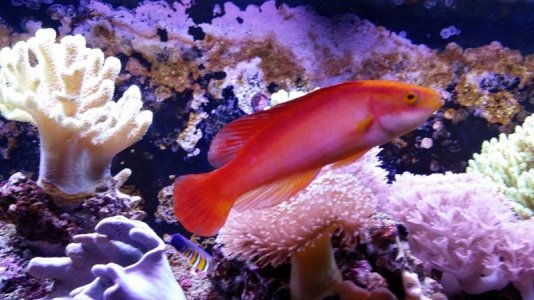 Flame Wrasse 11_15.jpg