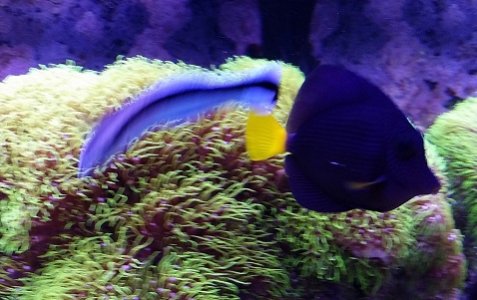 Purple Tang 11_15.jpg