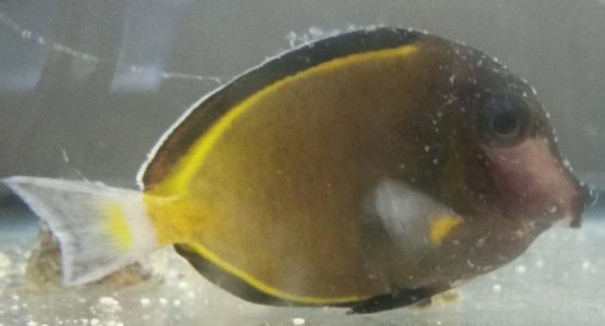 powder brown tang 1.jpg