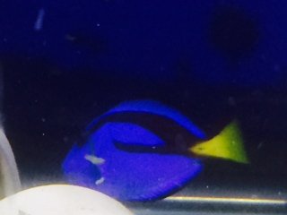 blue tang.JPG