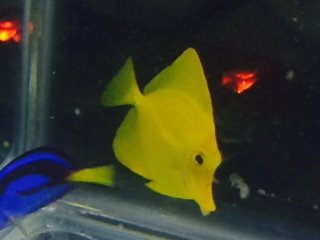 blue and yellow tang.JPG