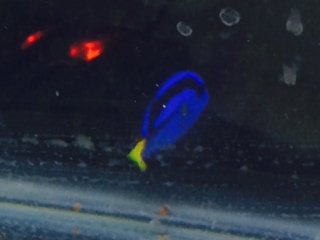 spot on blue tang.JPG