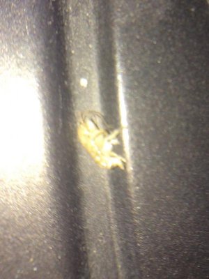 ImageUploadedByTapatalk1416421993.541759.jpg ImageUploadedByTapatalk1416421993.541759.jpg