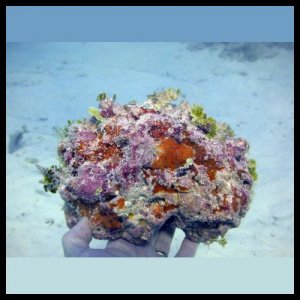 Live Rock4_500_500 (1).jpg