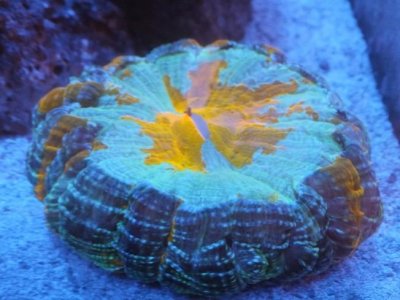 DSCF5259.jpg