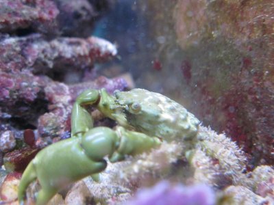 Crab 1.jpg