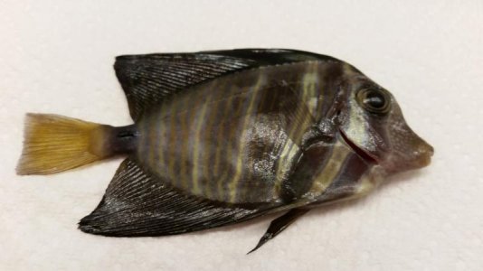 Sailfin #1.jpg Sailfin #1.jpg