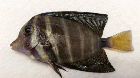 Sailfin #2.jpg Sailfin #2.jpg