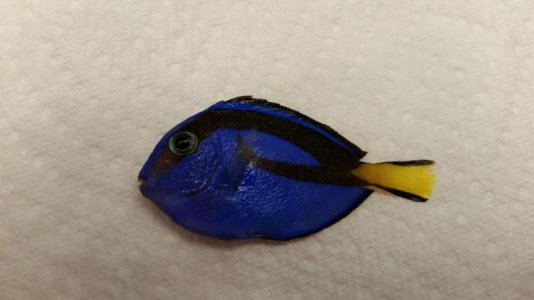 Hippo Tang.jpg Hippo Tang.jpg