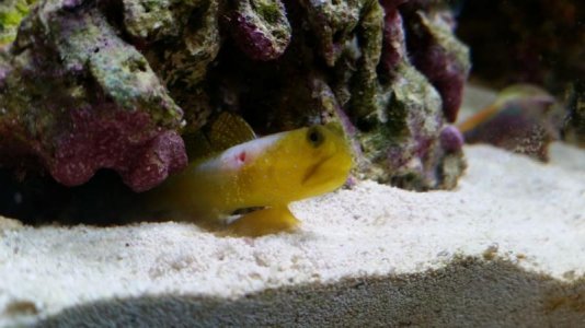Yellow Goby.jpg Yellow Goby.jpg