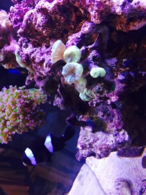 FullSizeRender (1).jpg