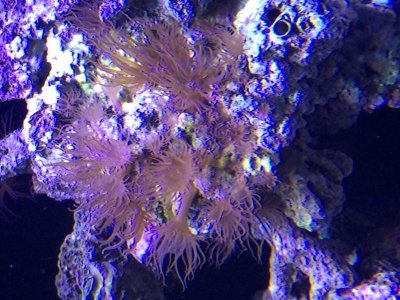 polyps.jpg