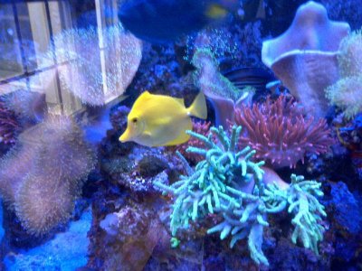 yellow tang.jpg