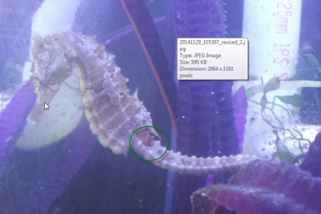 seahorse red spot.jpg