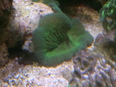 ImageUploadedByTapatalk1418766508.888033.jpg ImageUploadedByTapatalk1418766508.888033.jpg