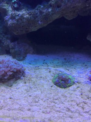 ImageUploadedByTapatalk1417485786.560086.jpg ImageUploadedByTapatalk1417485786.560086.jpg